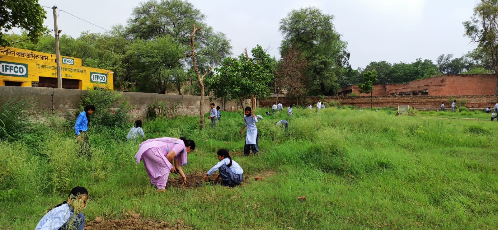 Tree Plantation